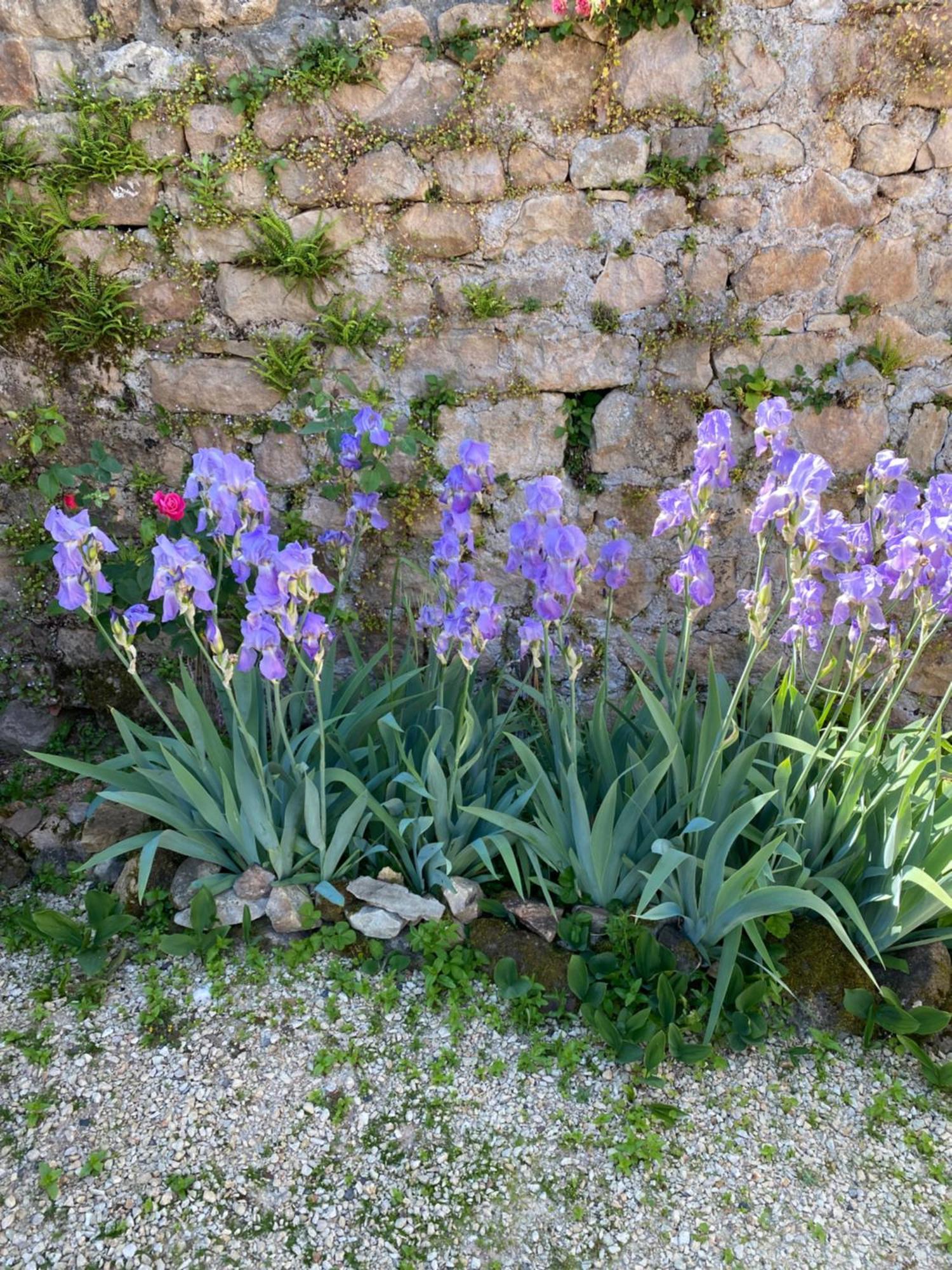 Bed and Breakfast Ferme Fleurie Bergesserin Exterior foto